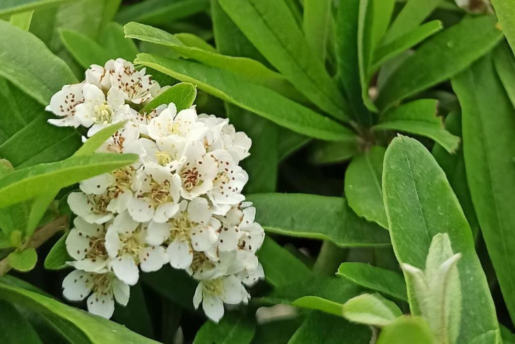 شقة I Giardini Di Plinio - Elegante E Luminoso. بوسكوريليه المظهر الخارجي الصورة